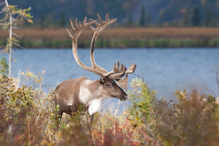 Caribou de la Porcupine