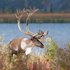 Caribou de la Porcupine