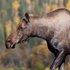 Moose