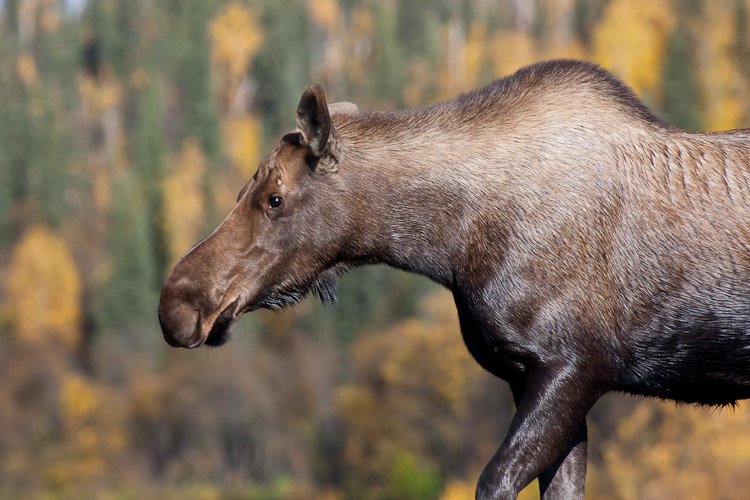 Moose