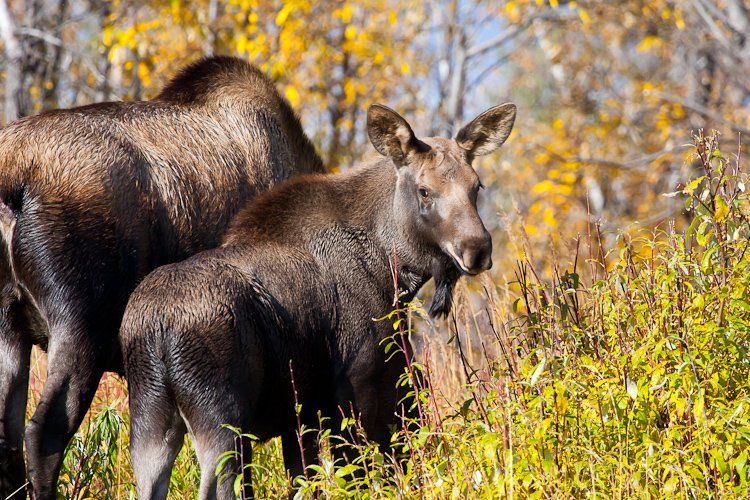 Moose, Jr.