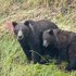 Ursus arctos horribilis