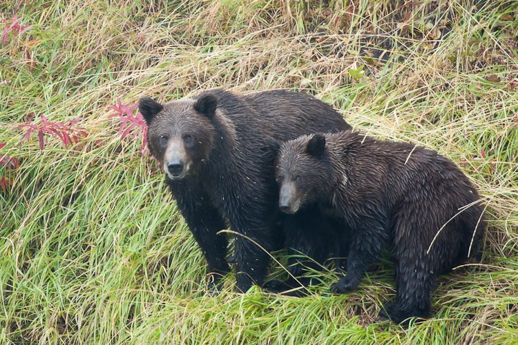 Ursus arctos horribilis