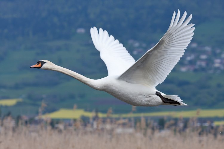 c'est un cygne...