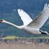 c'est un cygne...