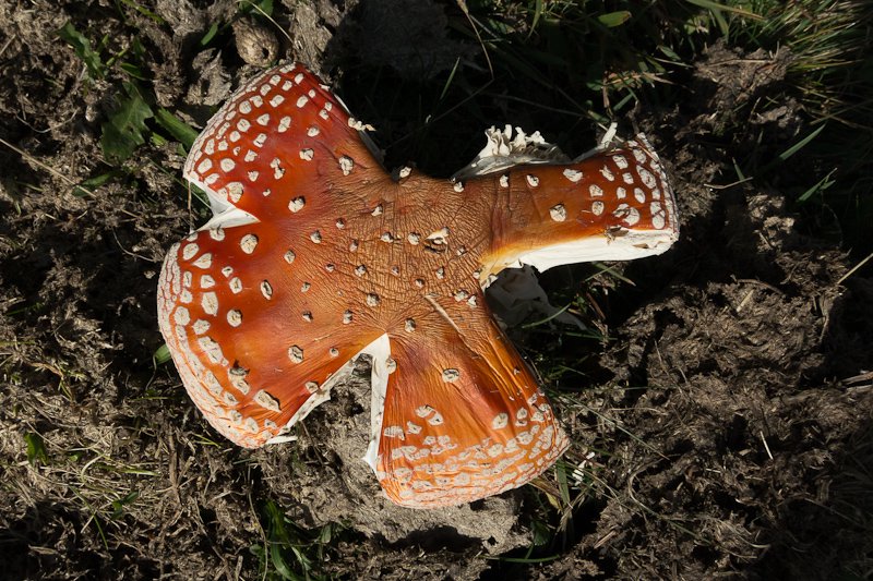 amanita muscaria 