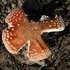 amanita muscaria 